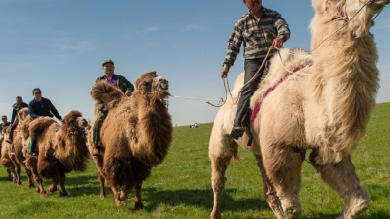 Cáucaso Camellos. Viajes culturales y antropológicos al Cáucaso con Via Nómada Experience